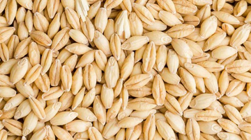 Why Does Barley Usually Need Soaking?
